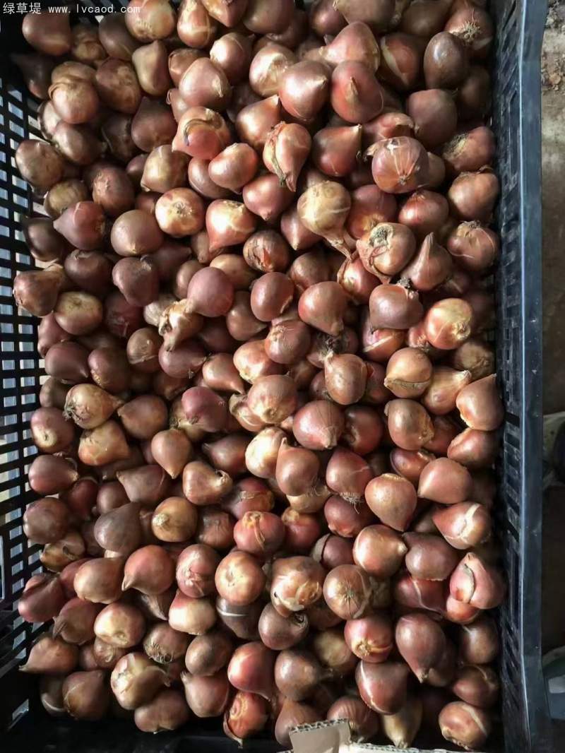 郁金香種球