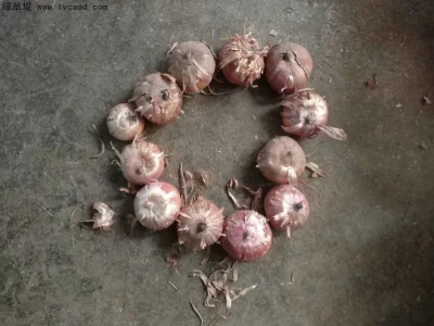 唐菖蒲