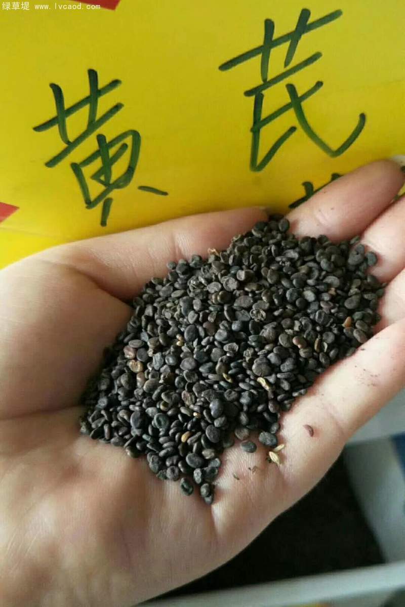 黃芪種子