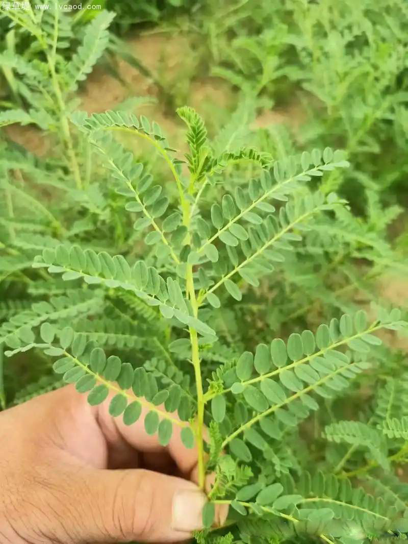 黃芪葉子