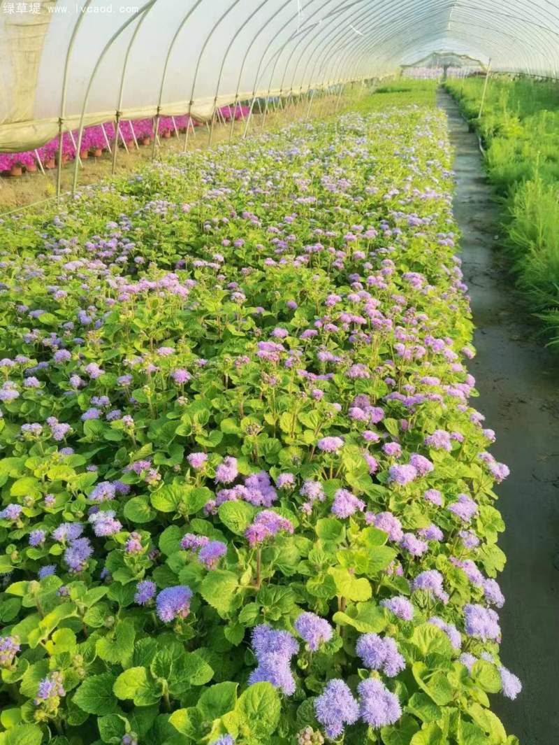 藿香薊