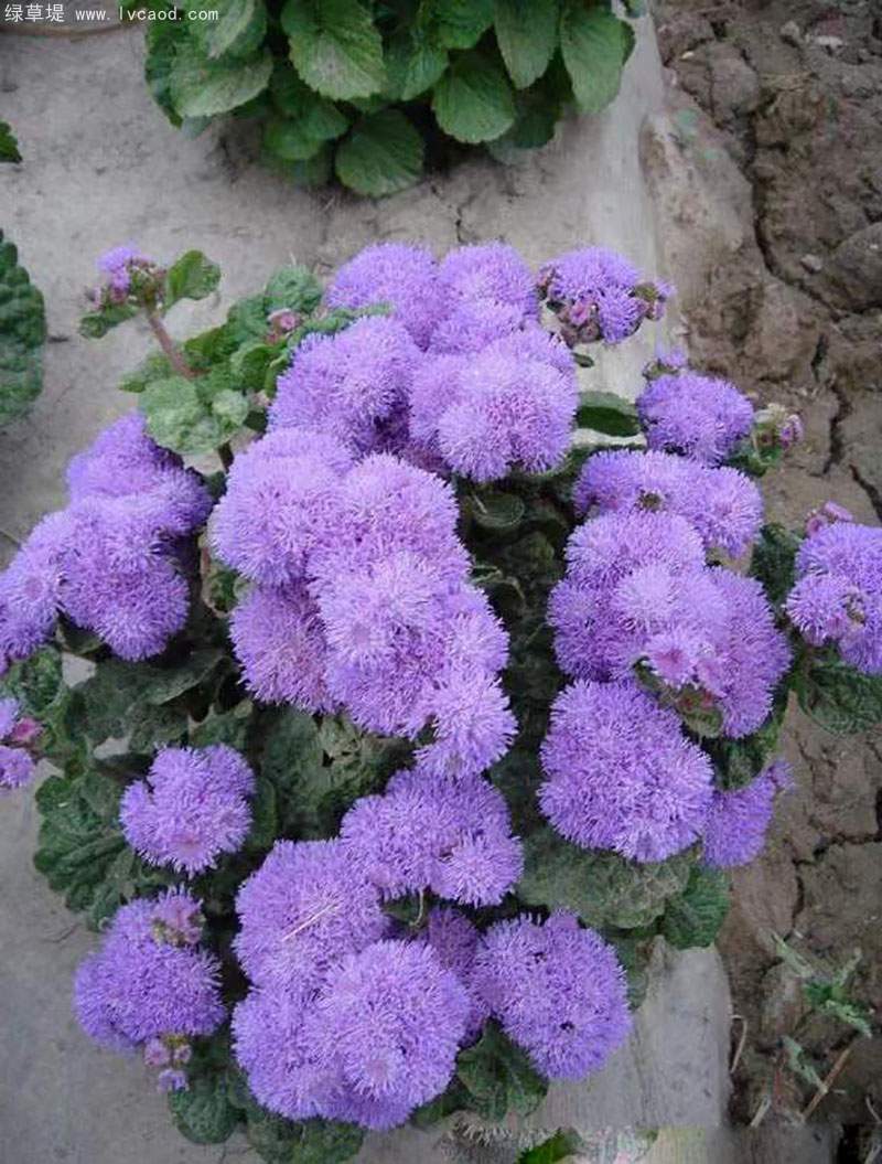 藿香薊
