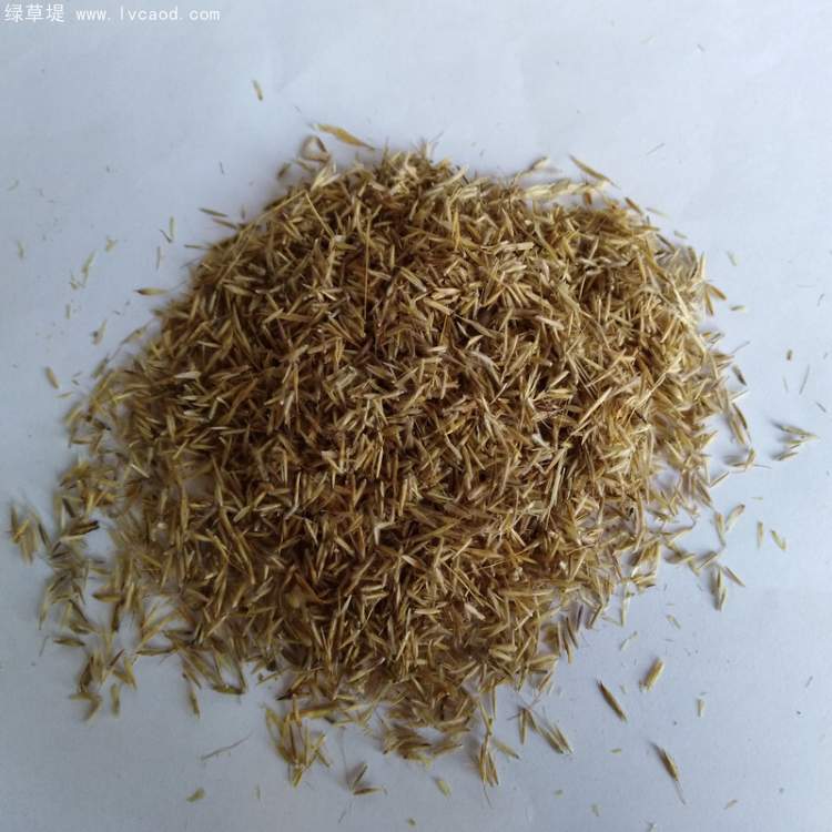 芨芨草種子