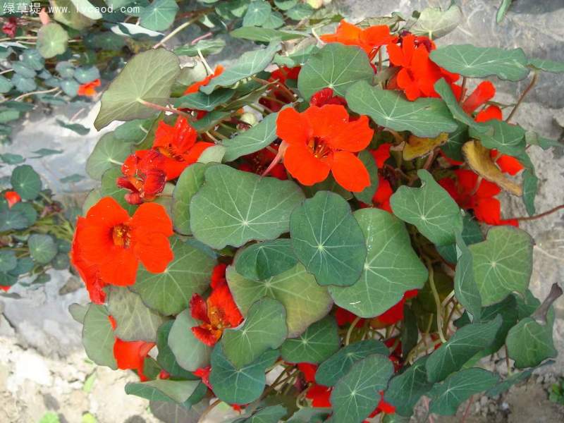 金蓮花