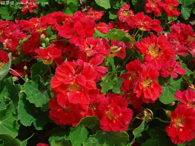 金蓮花