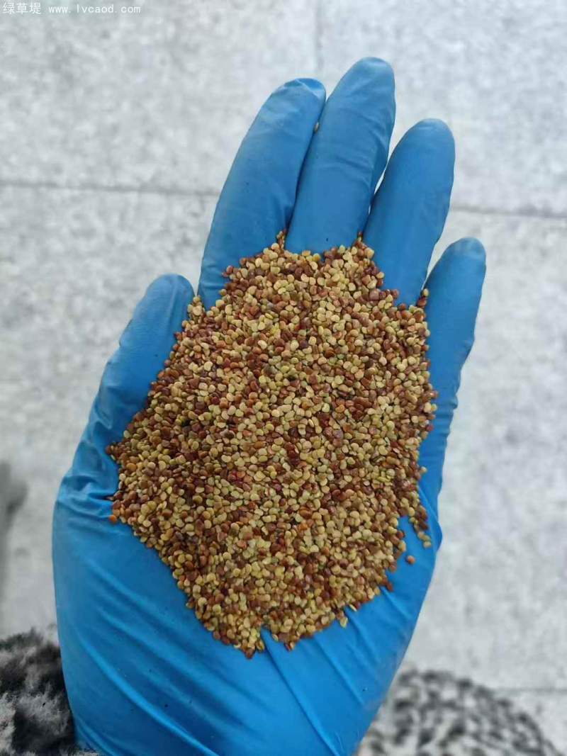 金錢草種子