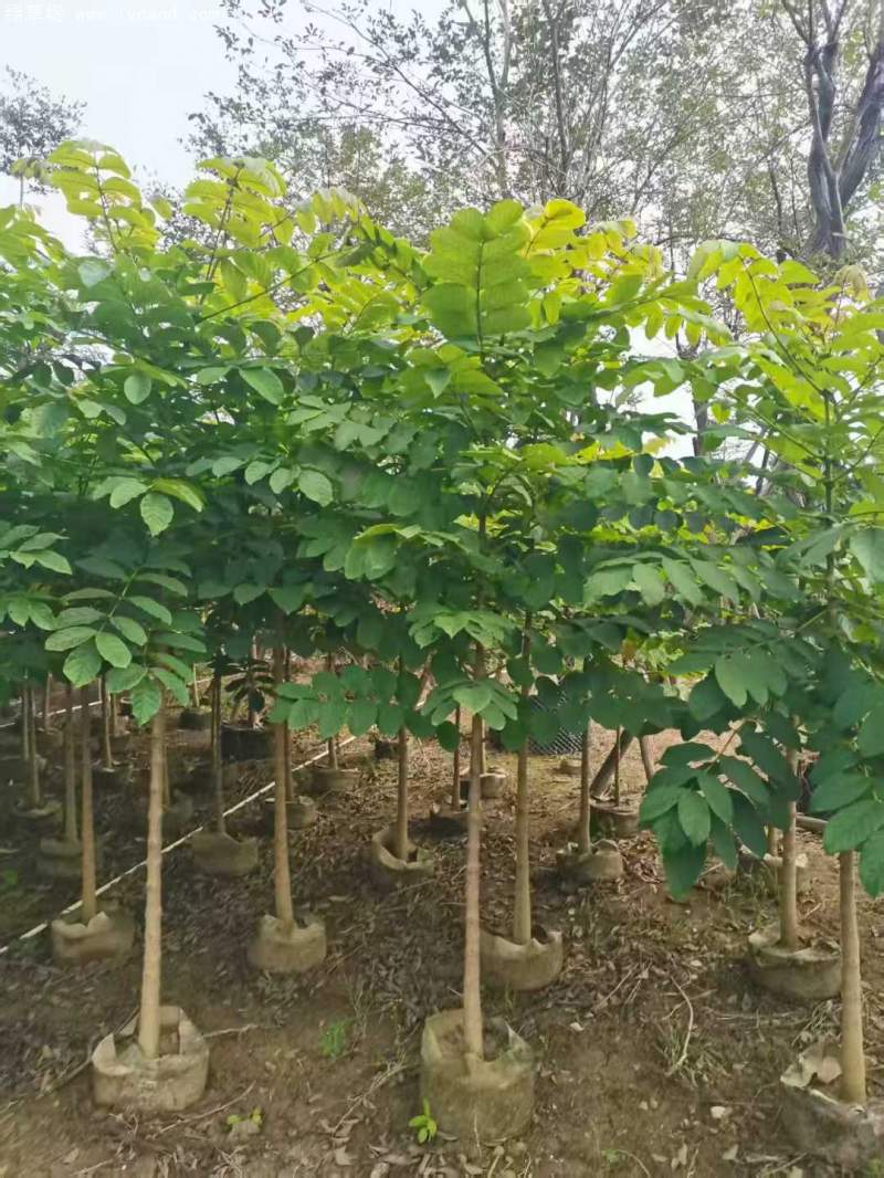 火焰木樹苗