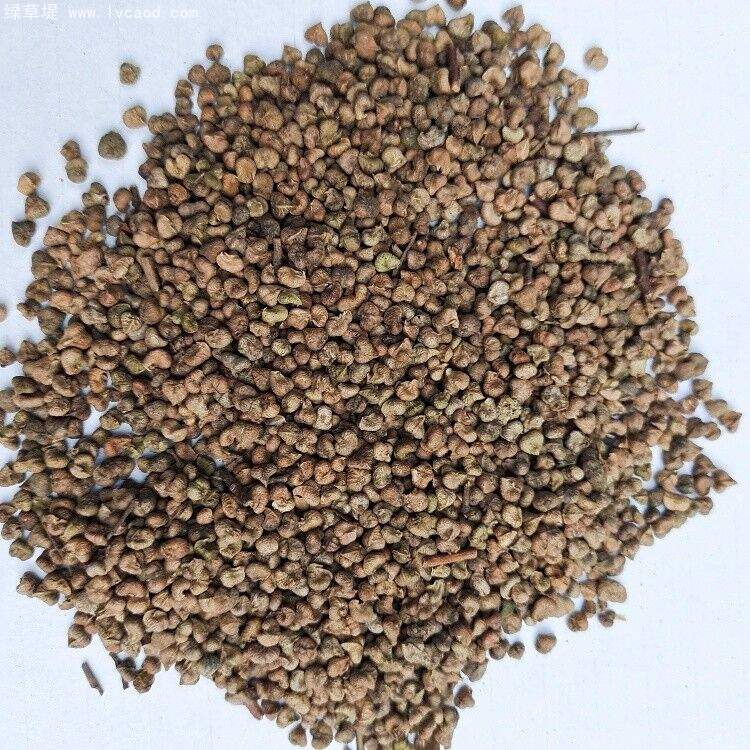 櫸樹種子