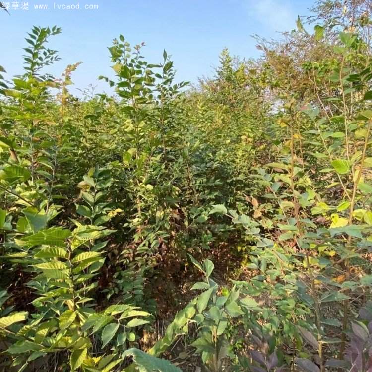 櫸樹苗