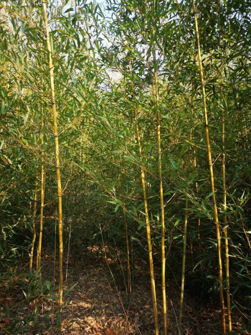 金鑲玉竹子