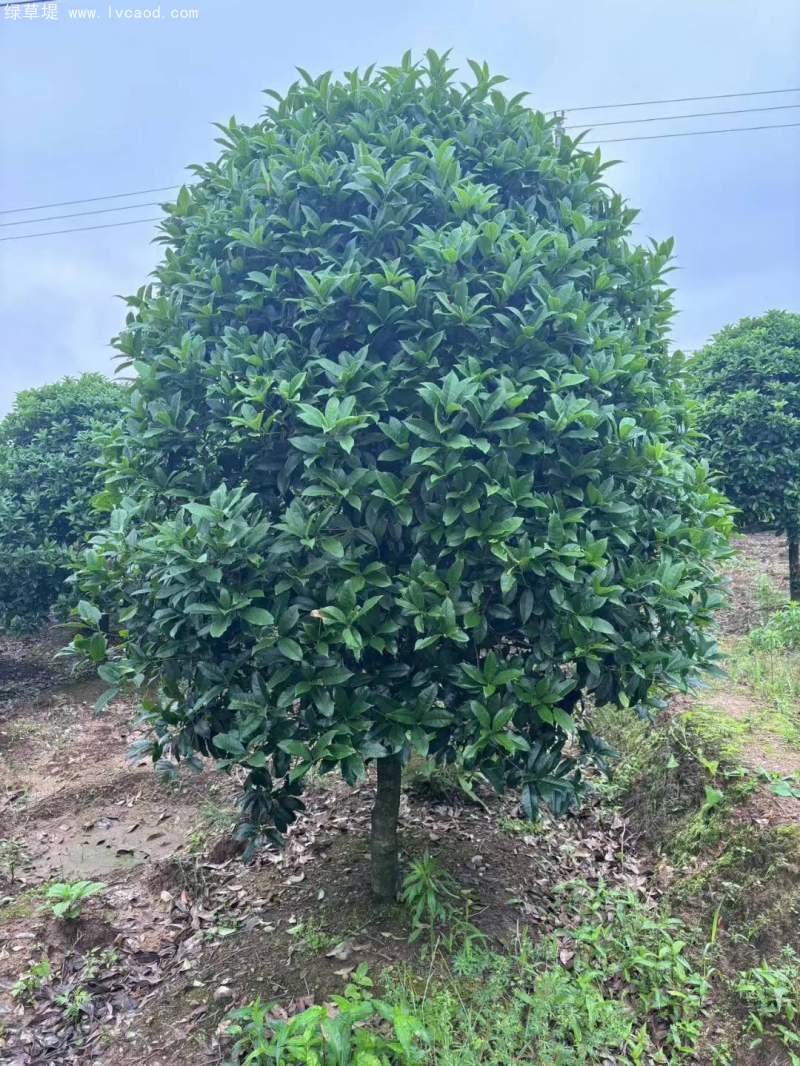 桂花樹(shù)
