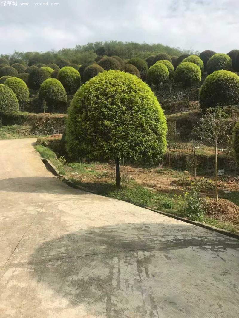 桂花樹(shù)
