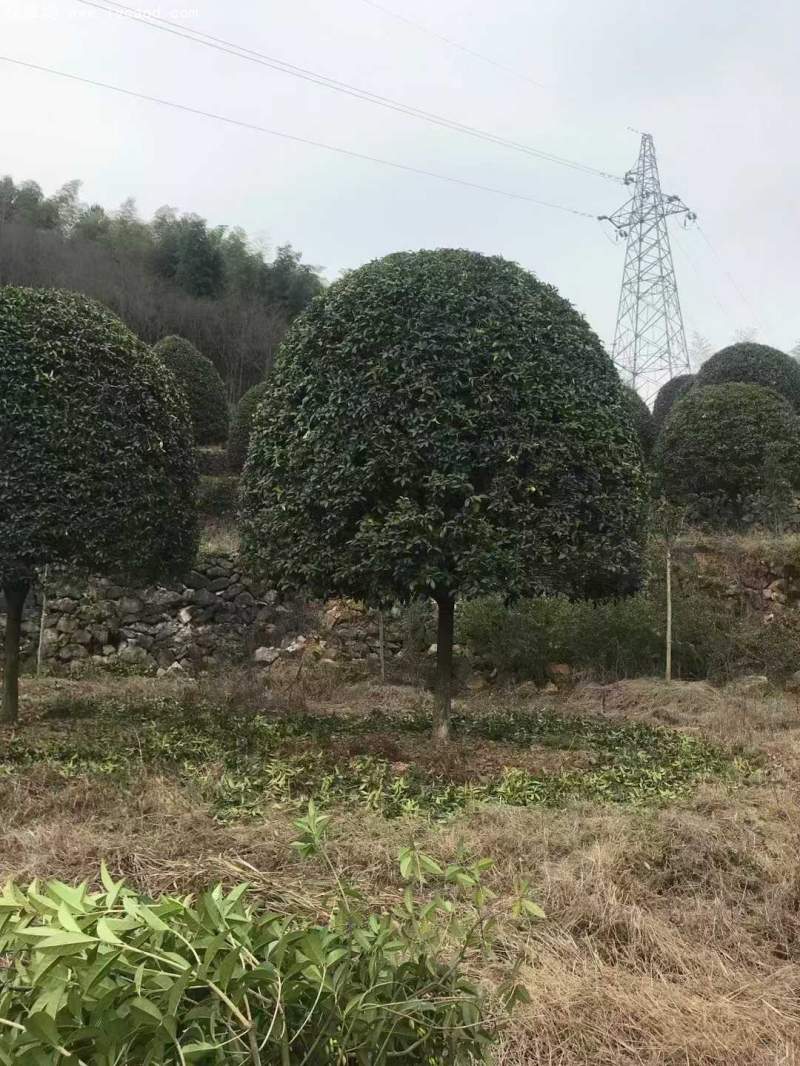 桂花樹(shù)