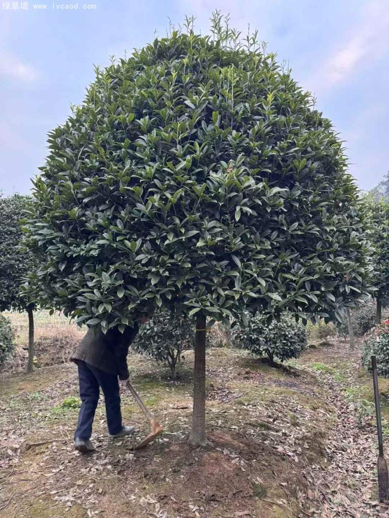 桂花樹(shù)