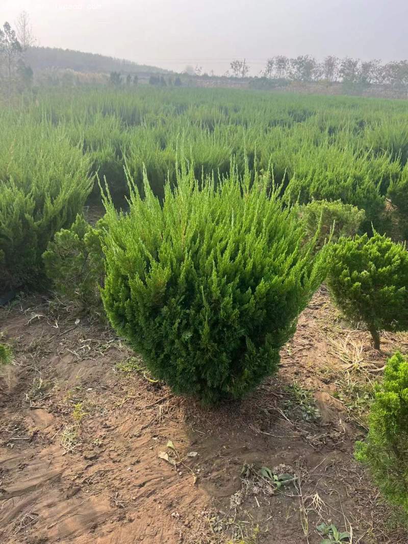 龍柏球
