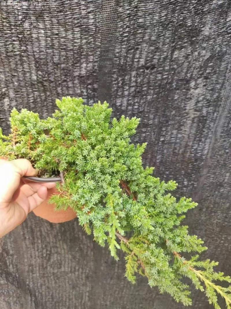 珍珠柏
