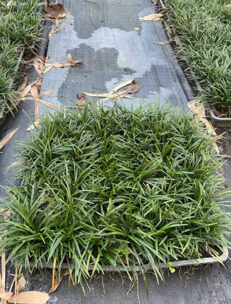 玉龍草