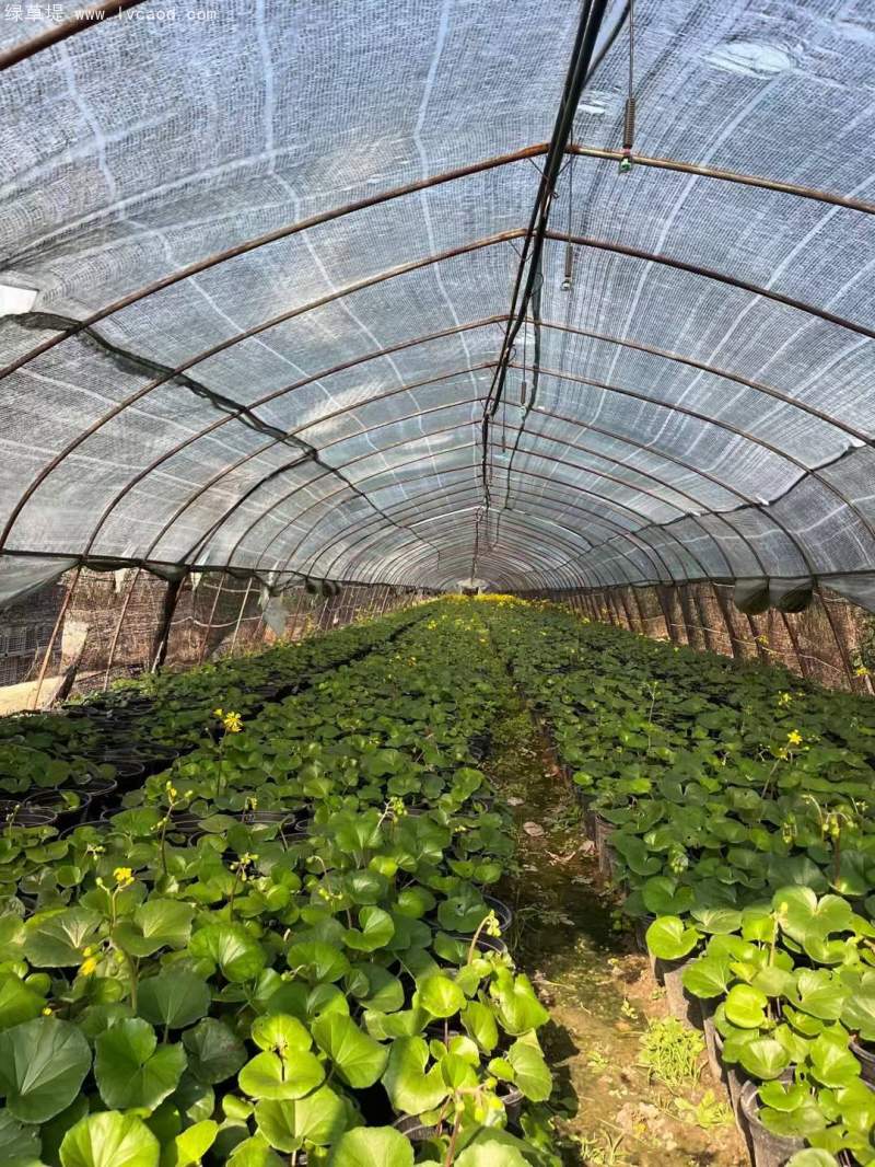 大吳鳳草開(kāi)花狀態(tài)