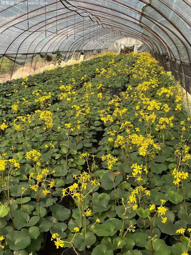 大吳鳳草開(kāi)花狀態(tài)