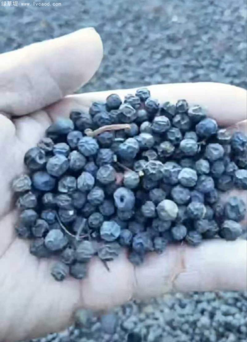 種子爬山虎