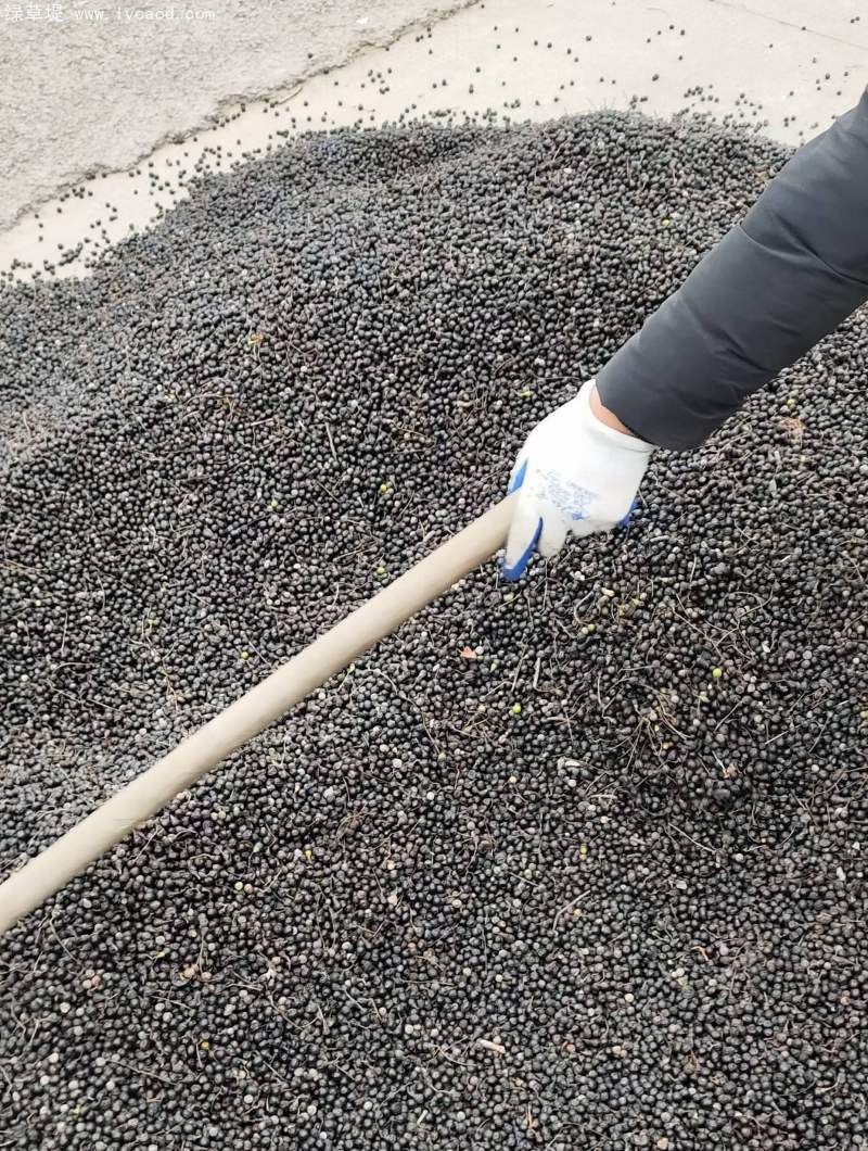 香樟樹種子
