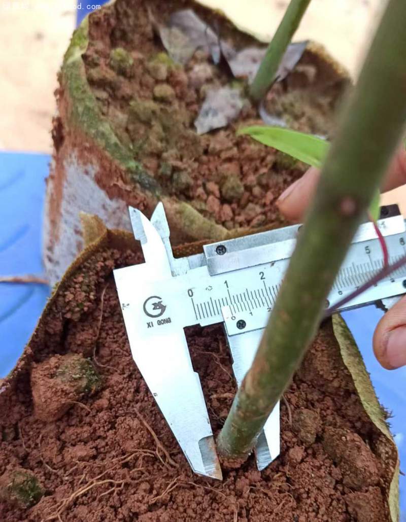 香樟樹苗小苗