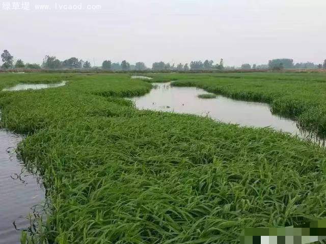 小米草