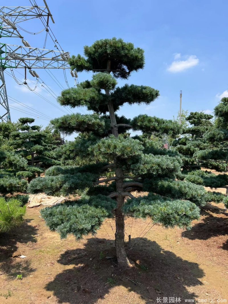 造型五針?biāo)?/>
</p>
<p style=
