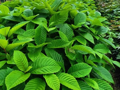 喜樹(shù)