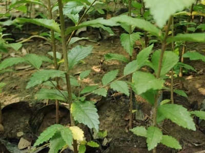 榆樹(shù)種子