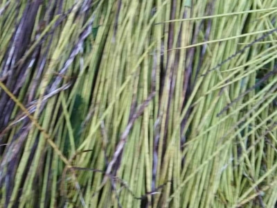梓樹(shù)種子