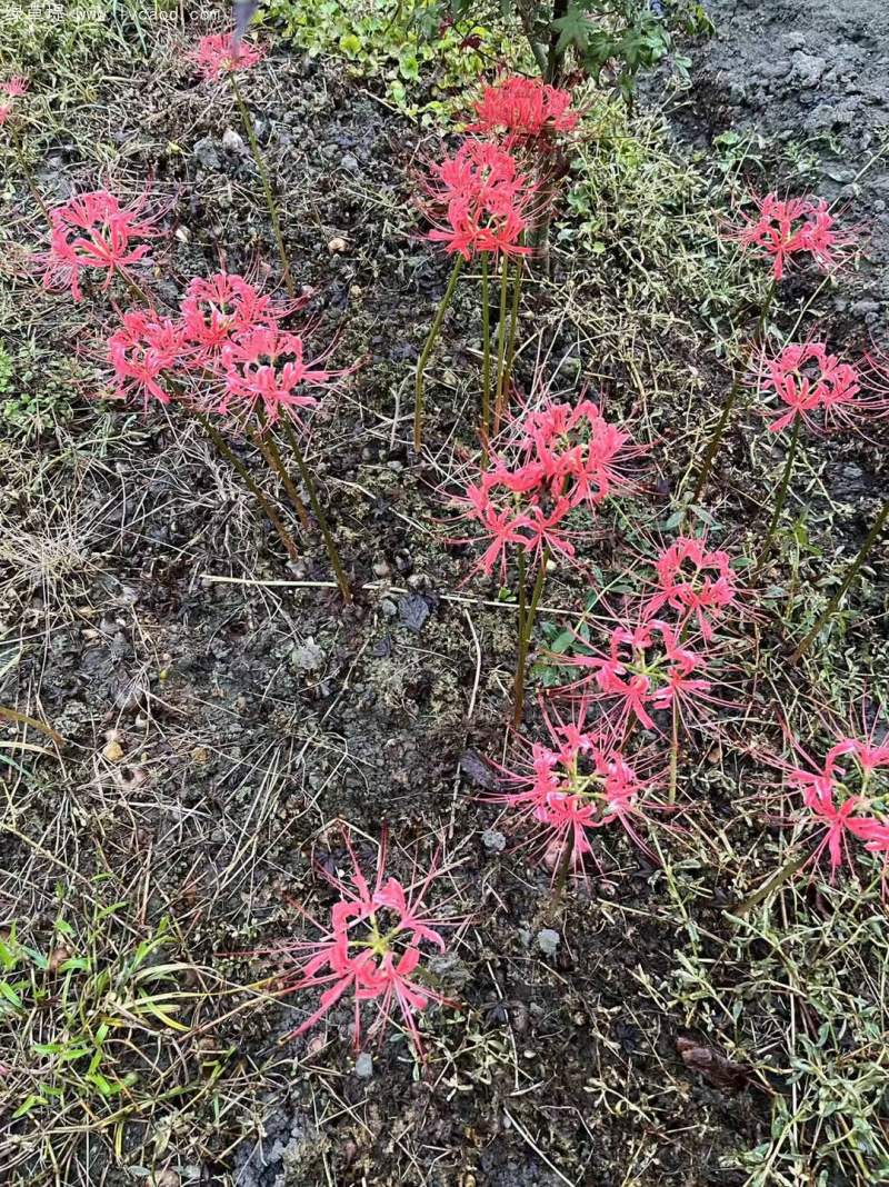 石蒜開(kāi)花
