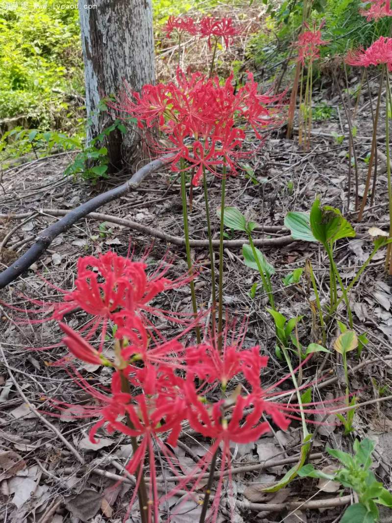 石蒜開(kāi)花