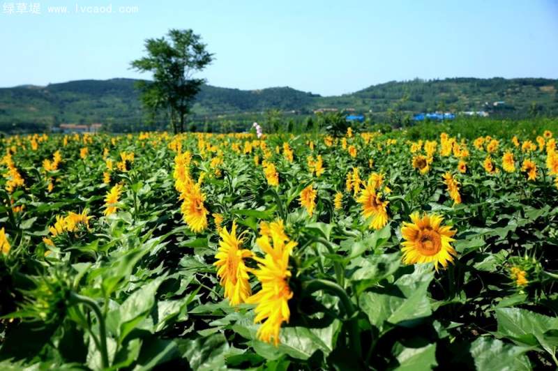 油葵花朵花盤