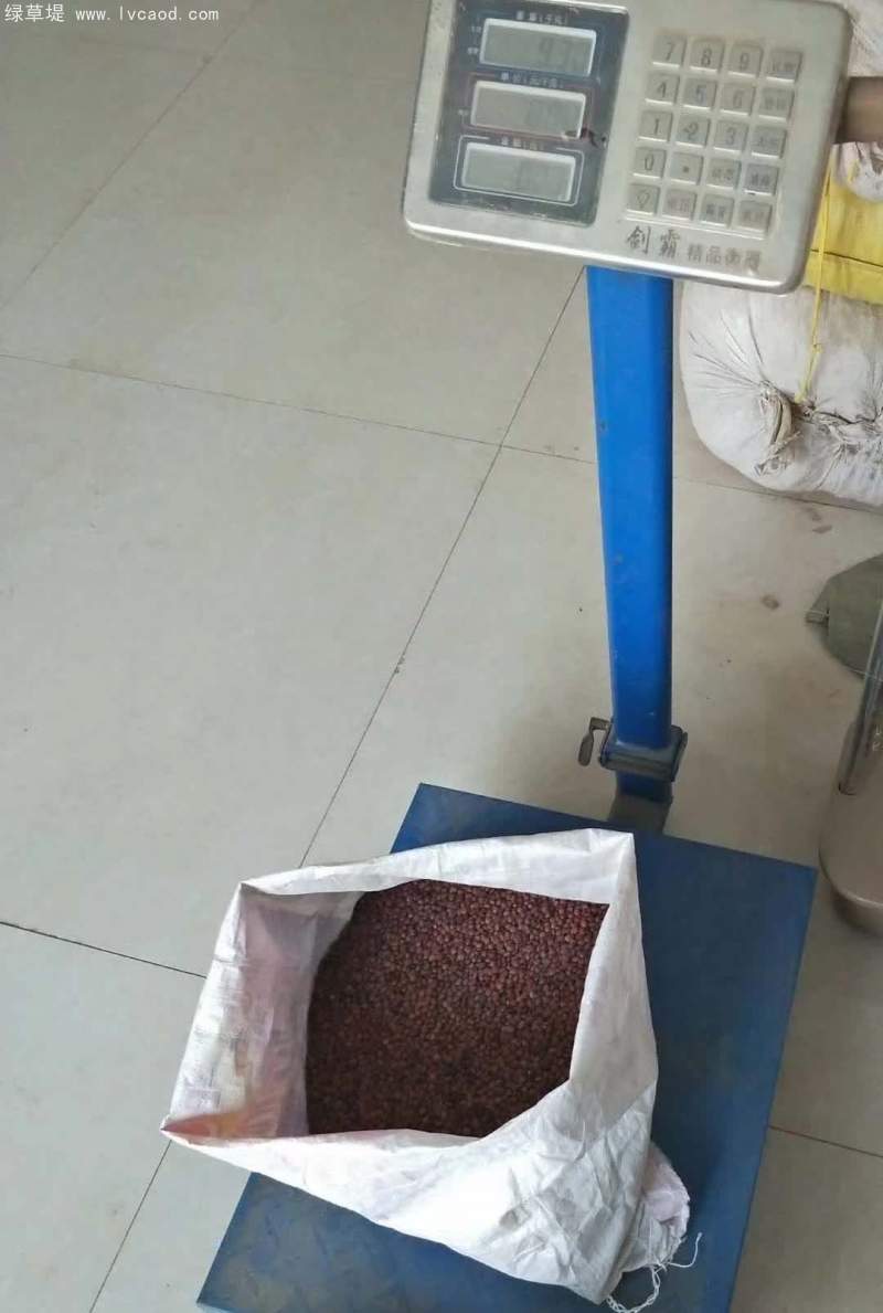酸棗仁