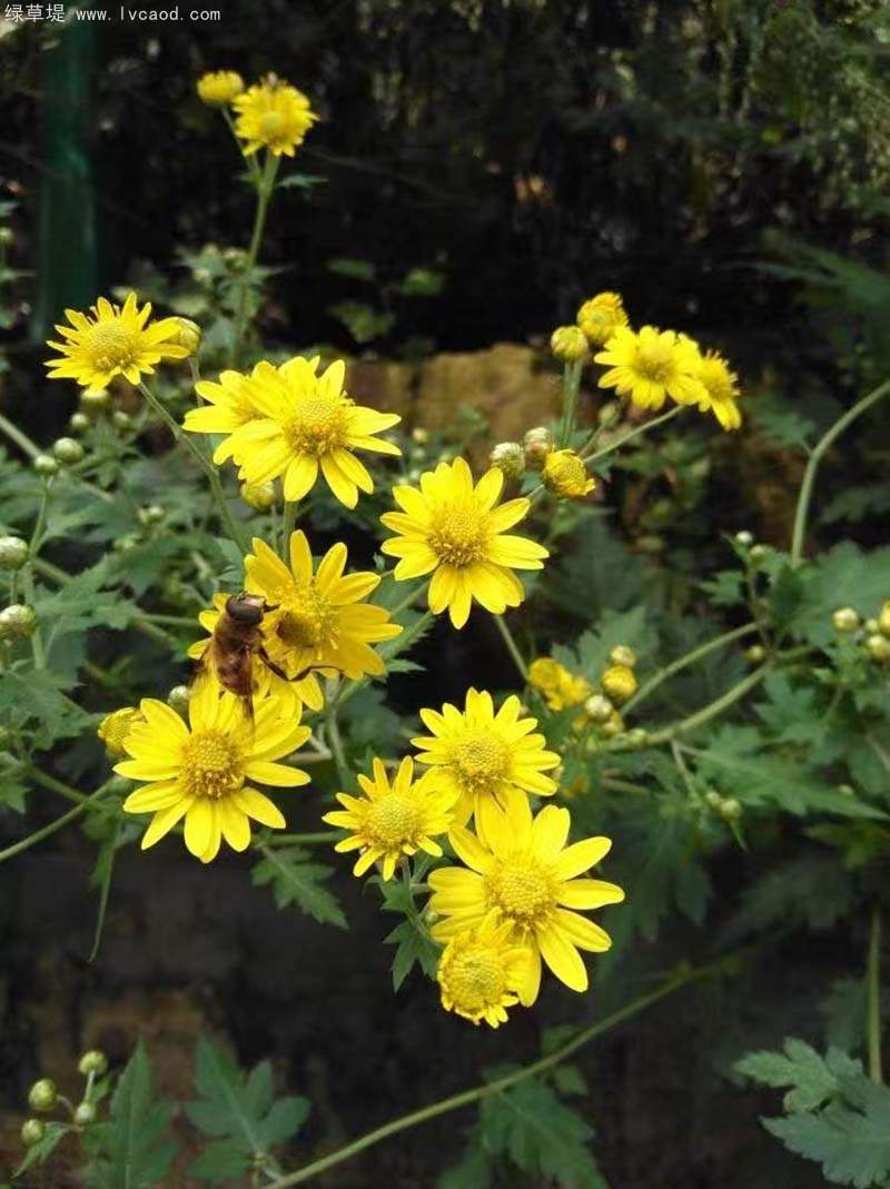 野菊花野甘菊