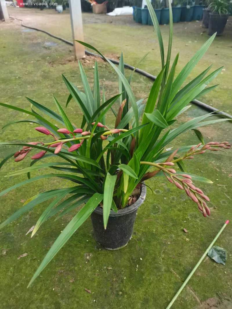 蘭花