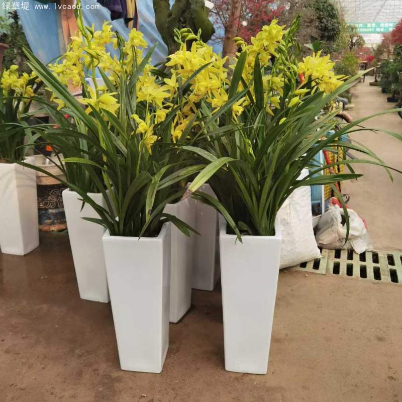蘭花
