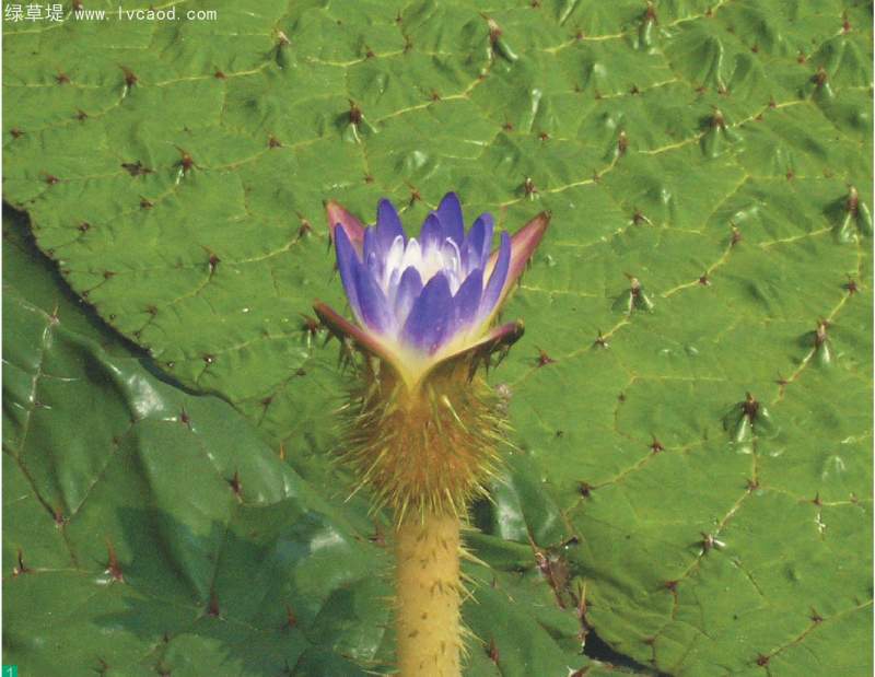 芡實花苞