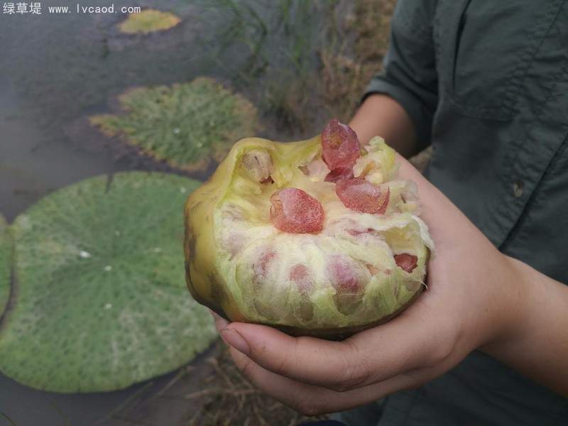 芡實果實