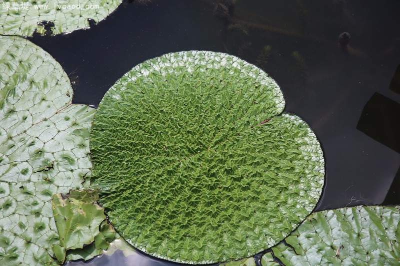 芡實葉子桿徑