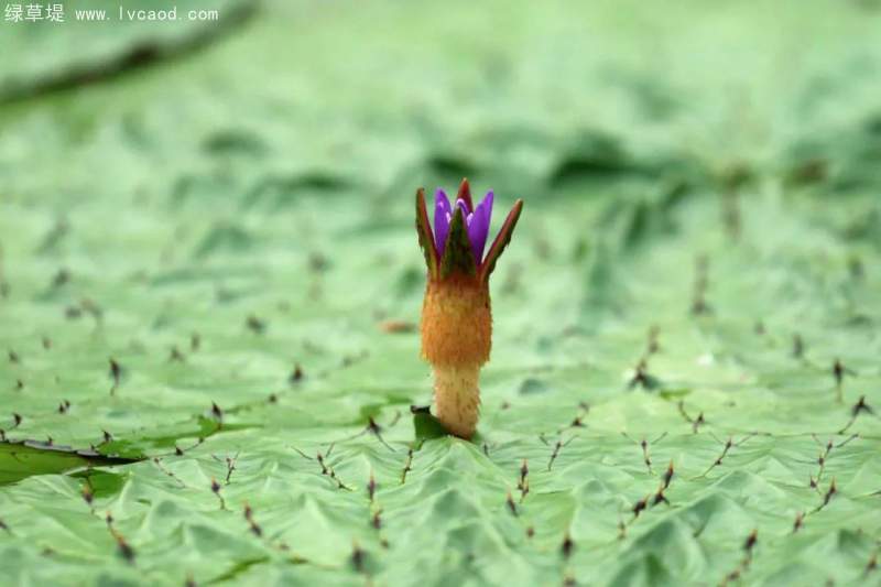 芡實花苞