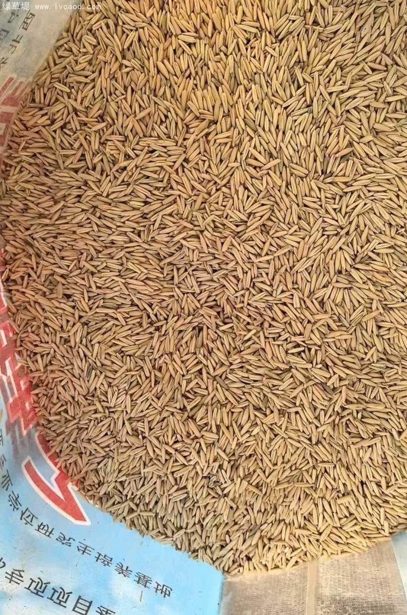 燕麥種子