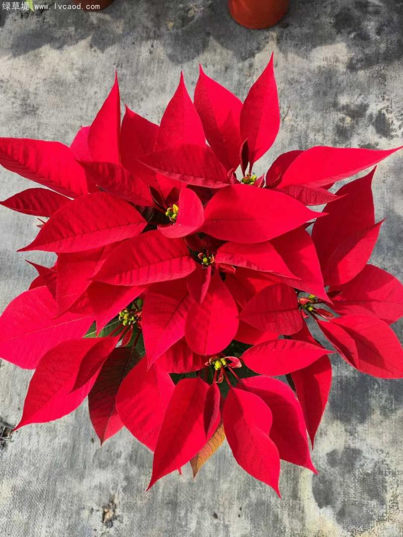 一品紅