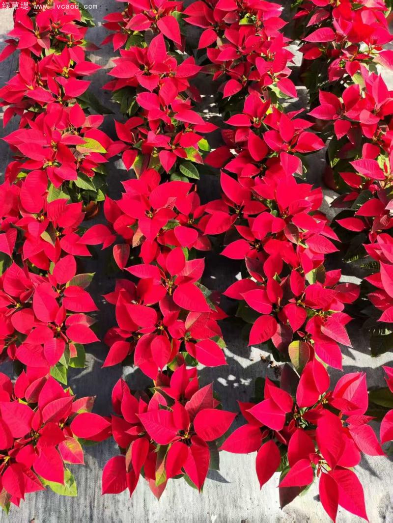 一品紅植株