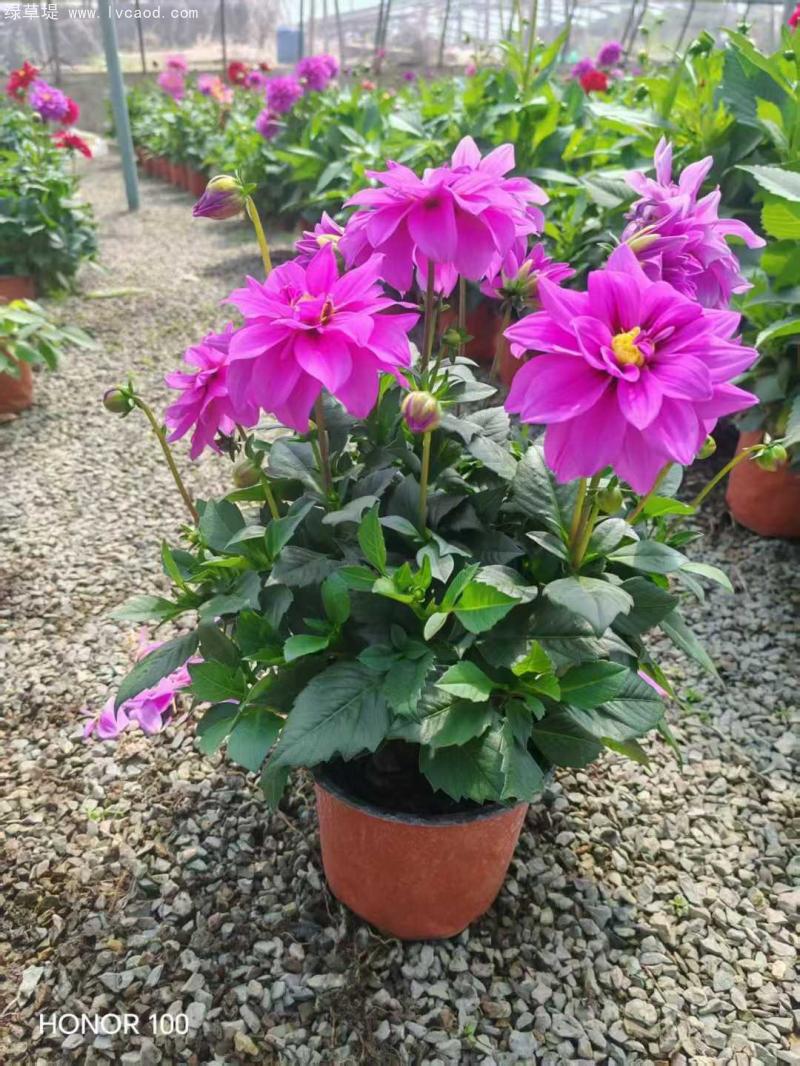 小麗花盆栽