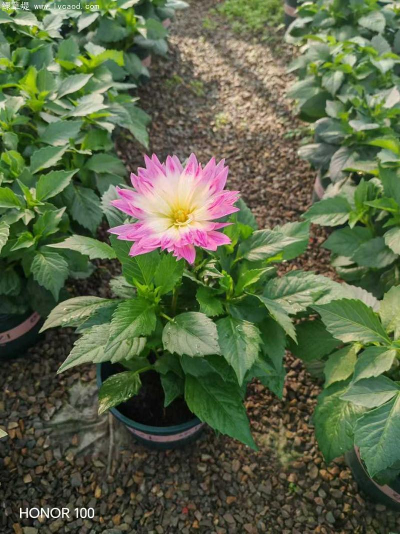 小麗花盆栽