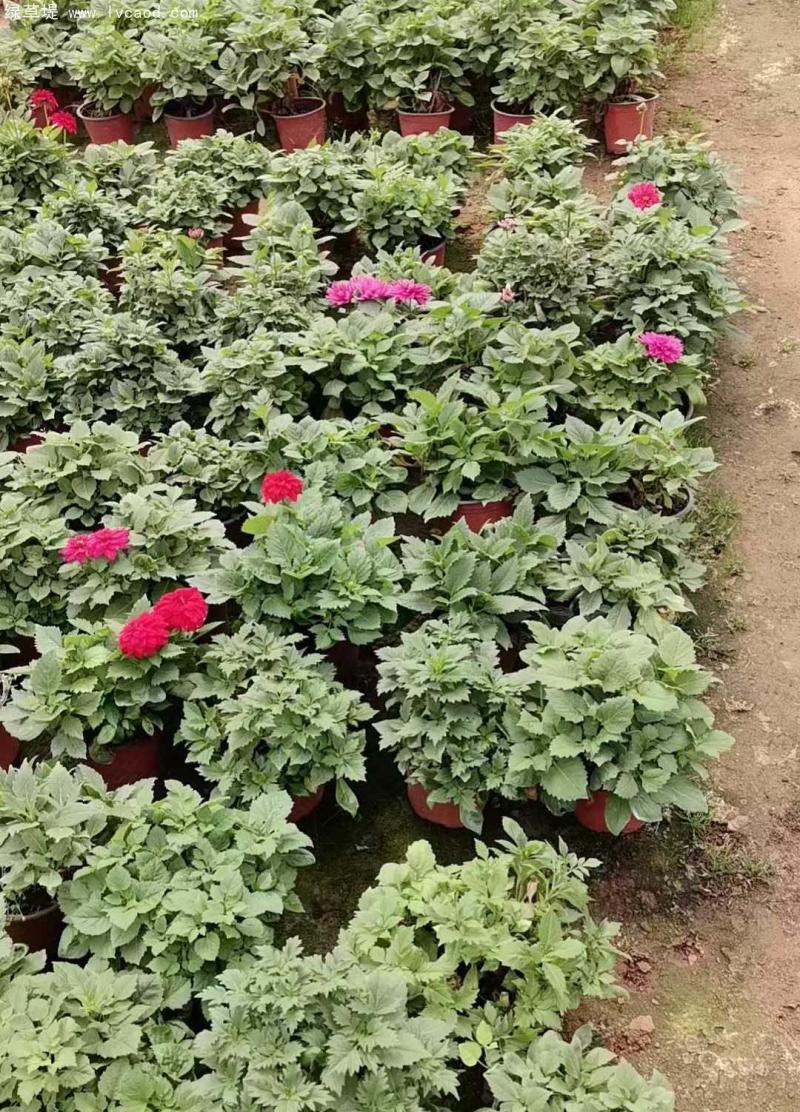 小麗花盆栽