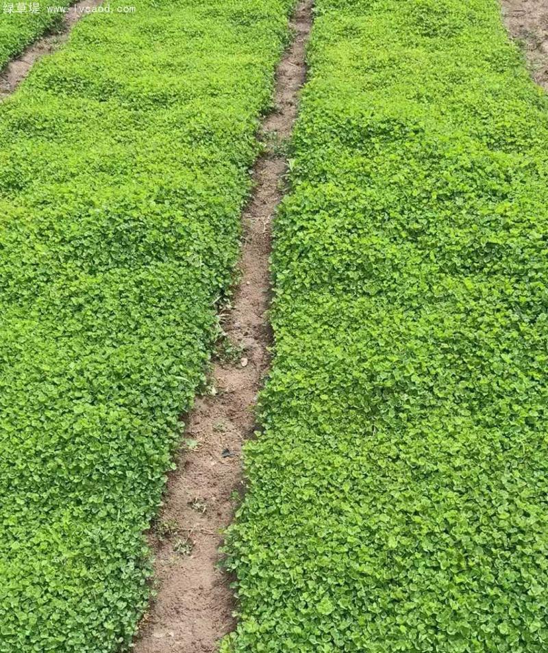 三葉草盆栽