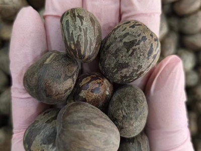 橡膠樹(shù)
